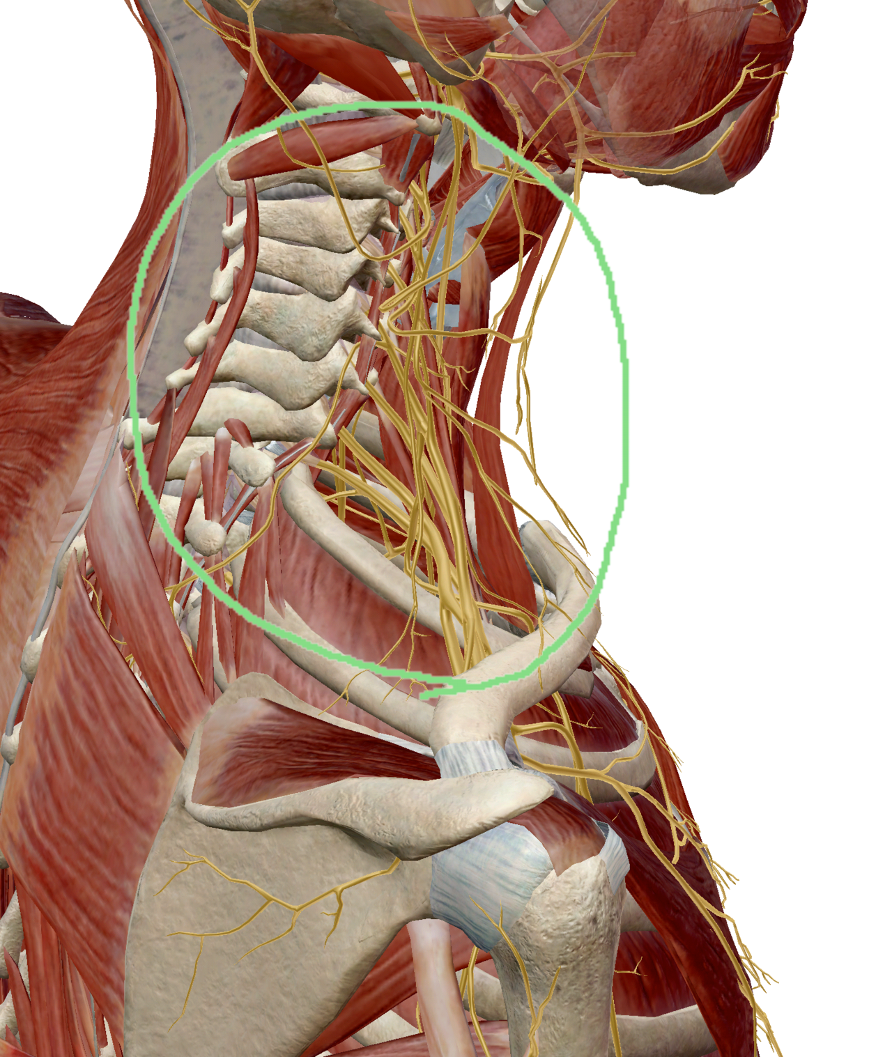 首・肩周りの神経の画像
