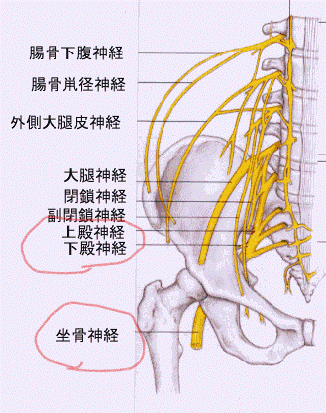 腰回りの神経の写真